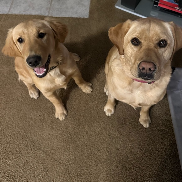 Meet your Posher, Kayla - Picture 1 of 1